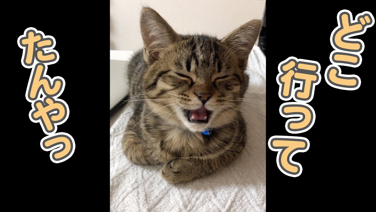 【感動】お留守番が寂し過ぎた子猫の、最後にとった行動が… #Shorts