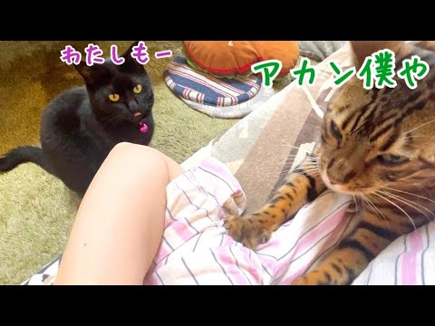 ノアvsナナ！ベンガルと黒猫が飼い主を取り合ってます