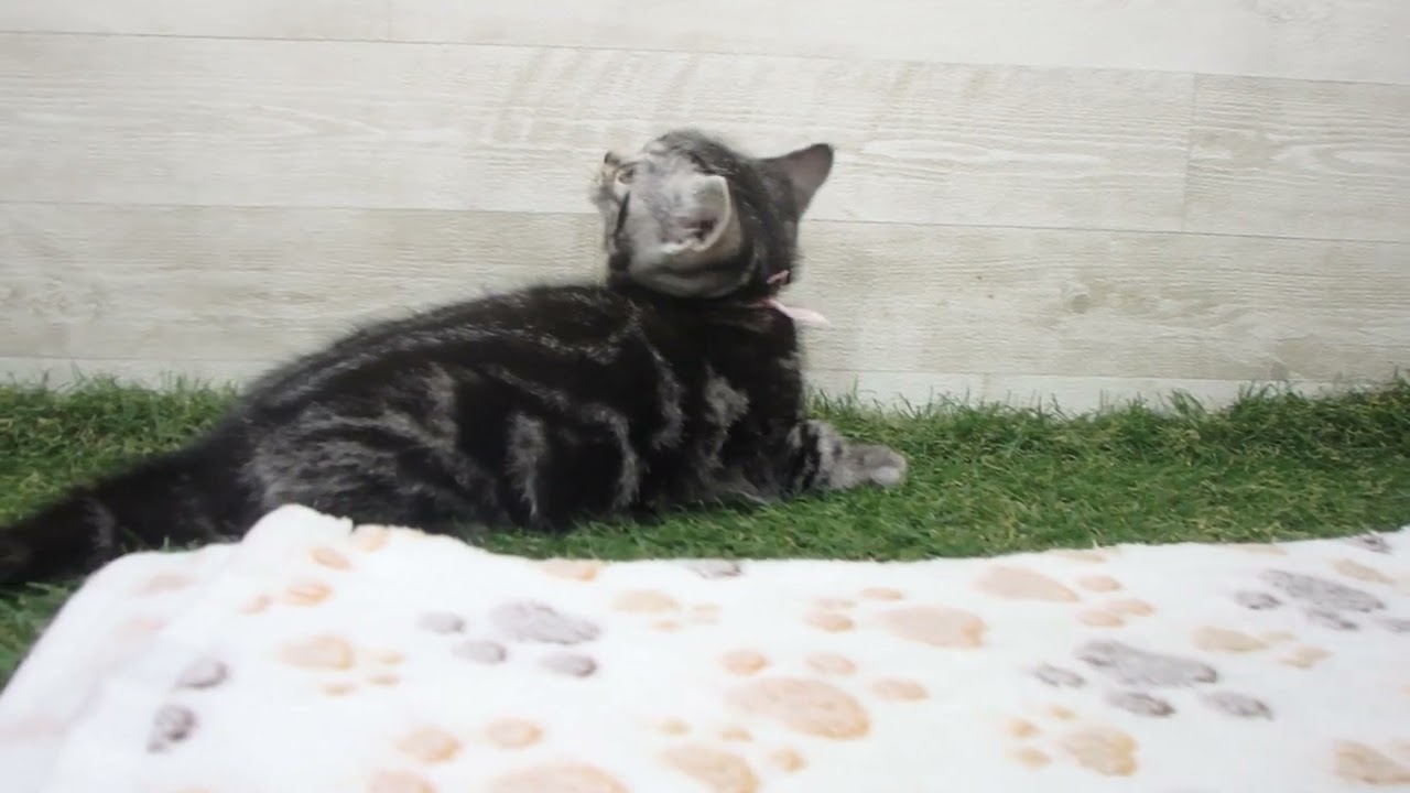 Coo&RIKU　No00610128 アメリカンショートヘアー