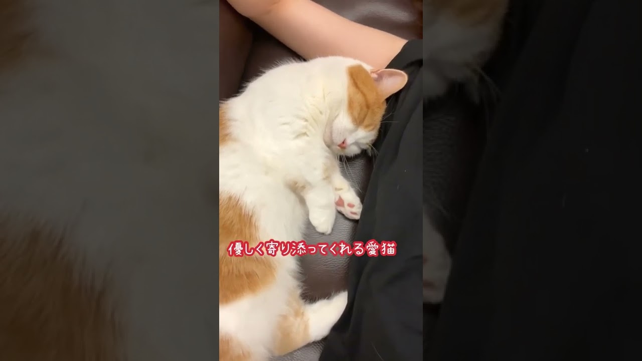 飼い主を蹴るねこ【短足マンチカン】