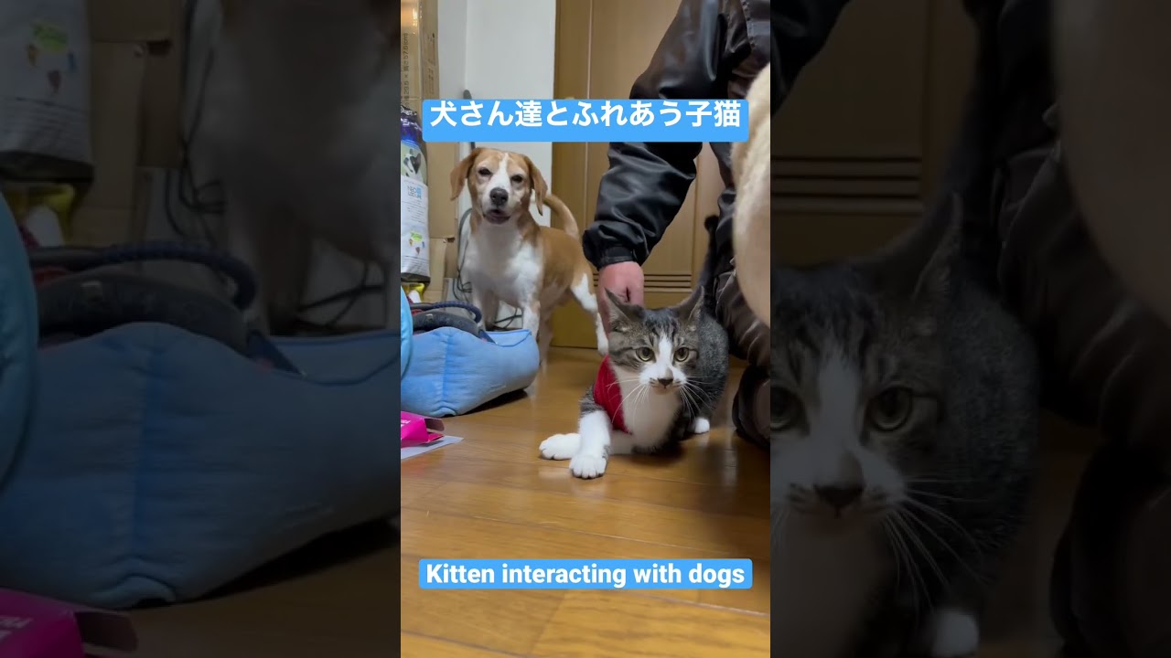 犬さん達とふれあう子猫　#shorts  #猫　#cat  #cats #貓　#고양이　#Кошка