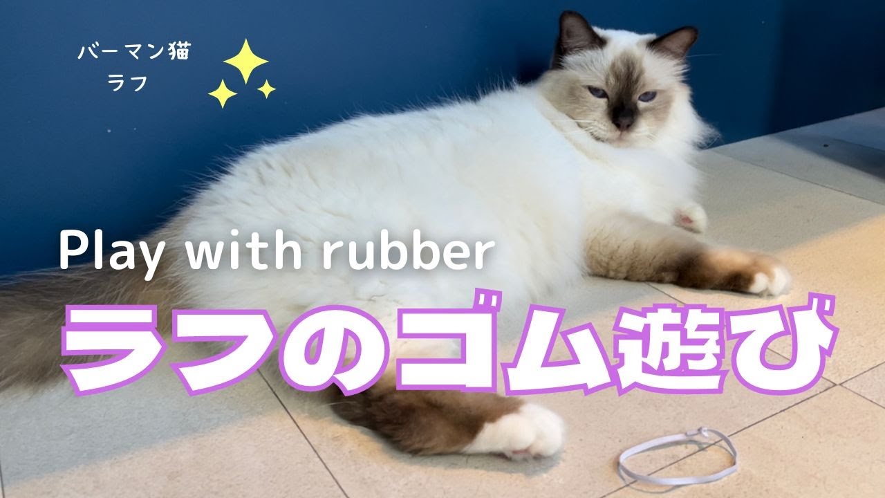 白い輪ゴム大好き【ラフのゴム遊び】Play with rubber（バーマン猫）Birman/Cat