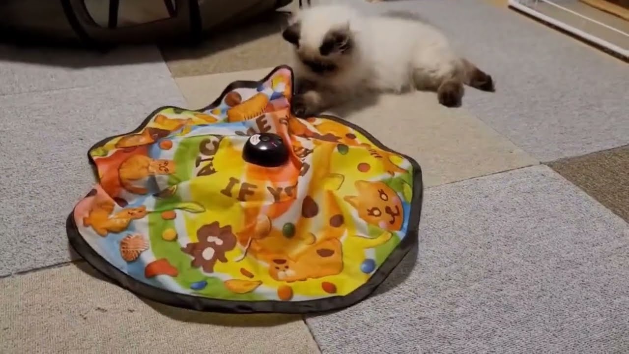 【ヒマラヤン】どんくさい猫が遊ぶとこうなります