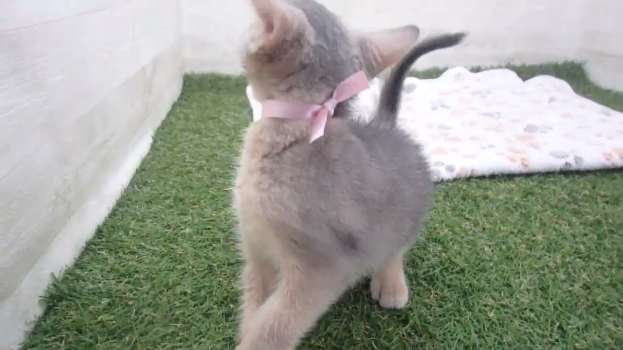 Coo&RIKU　No00594335 アビシニアン