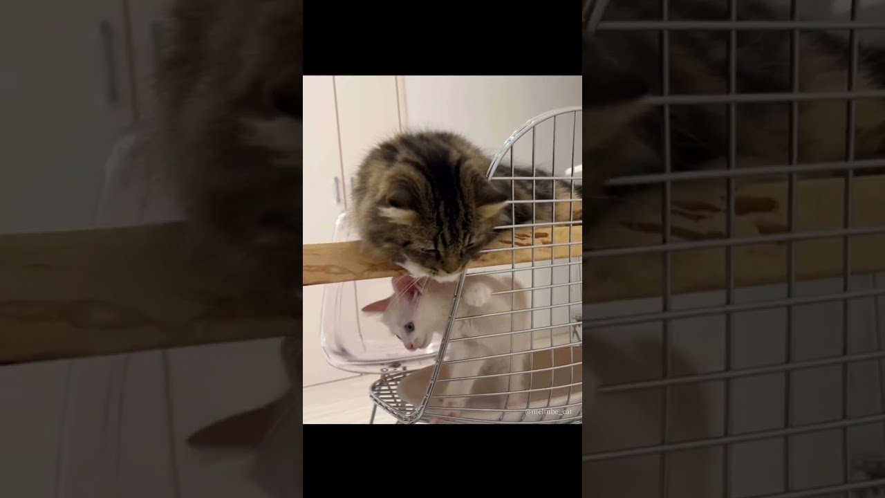 高い所へ登れない悔しさのあまり当たり散らす子猫… #shorts