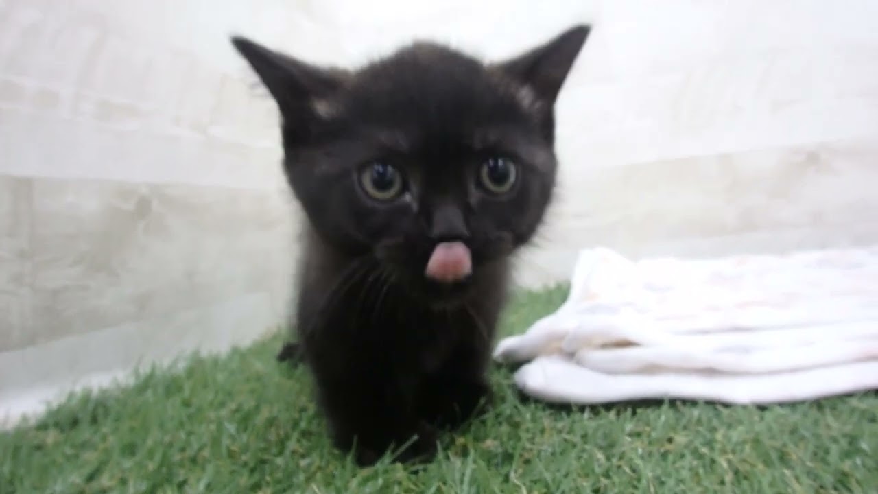 00610998 ボンベイ