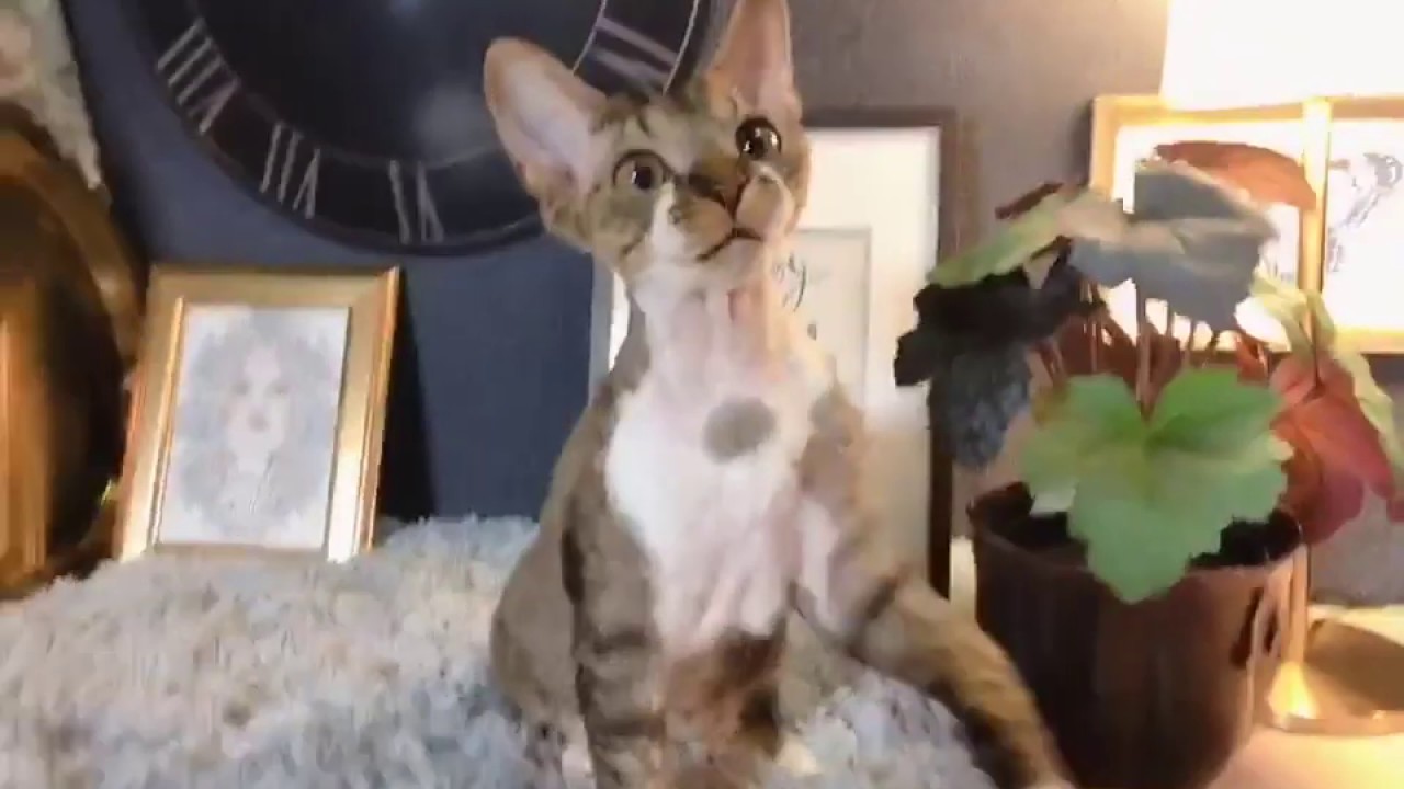 抜け毛が少ないプードルキャット！デボンレックス