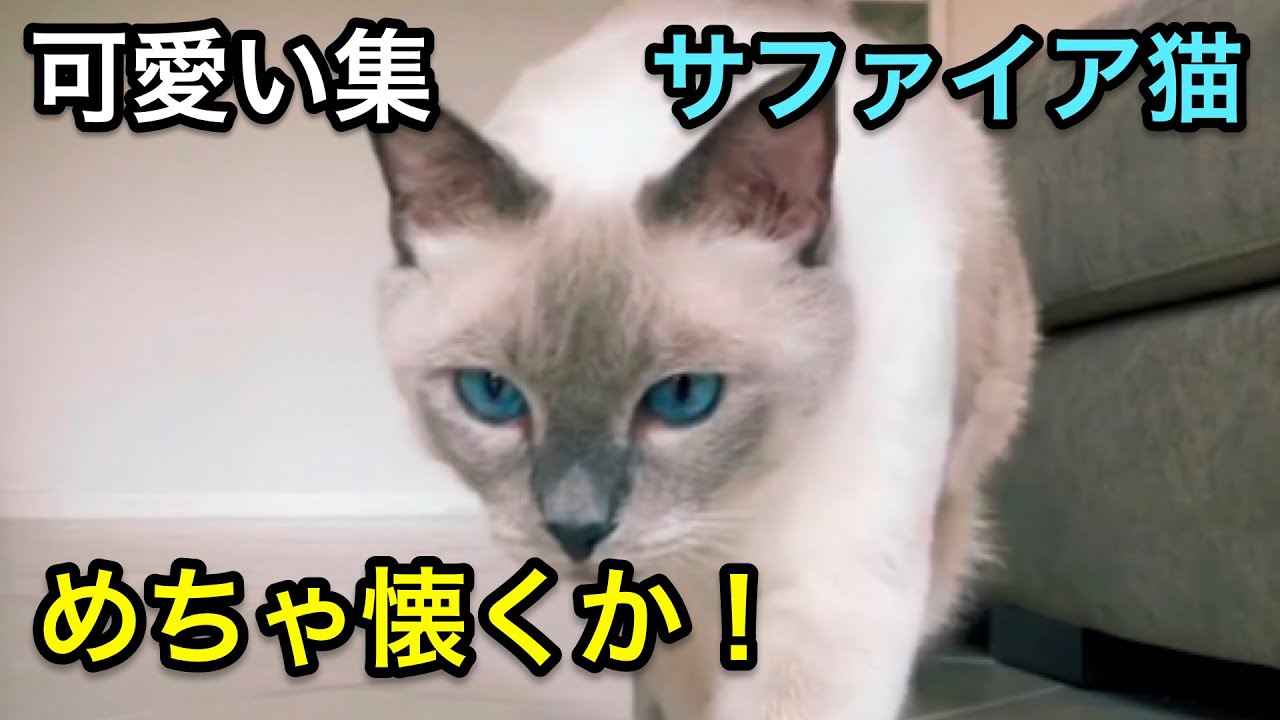 【シャム猫】高貴なサファイアブルー猫ちゃん！かわいい集【なつく】