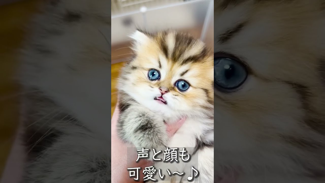 【子猫の成長記録】#shorts #ミヌエット #マンチカン子猫 #マンチカン #子猫