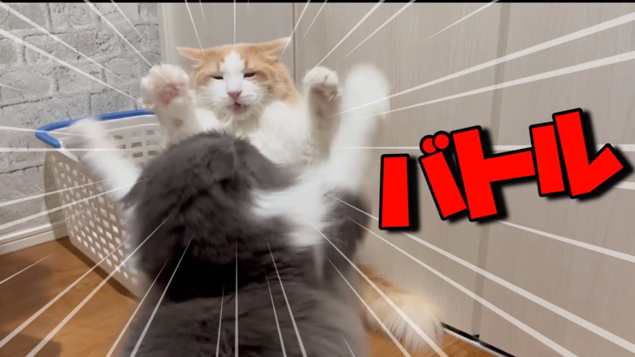 【猫パンチ！】ノルウェージャンフォレストキャット、今日もバトルします。