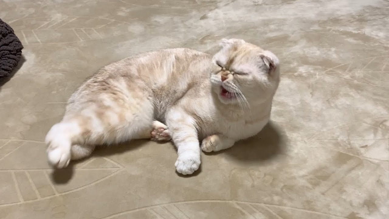 飼い主の裏切りにブチギレた健気な猫…（スコティッシュフォールド）