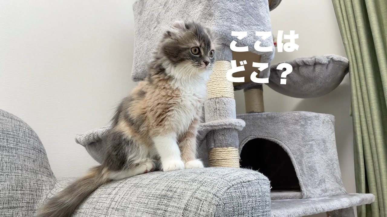 初めての部屋を探検する子猫【アメリカンカール】