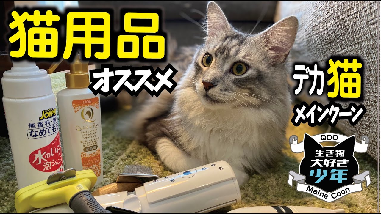 【メインクーン】大型猫をお迎えする時に揃えた猫用品、普段よく使う猫グッズの紹介