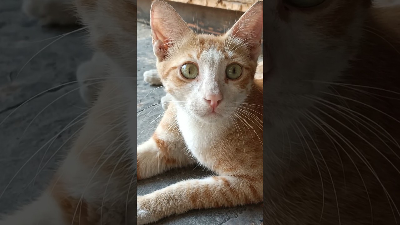 Brown Cat insane eyes