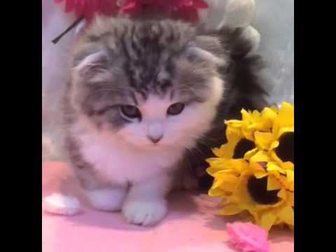 スコティッシュフォールド（垂れ耳）4/12　♂