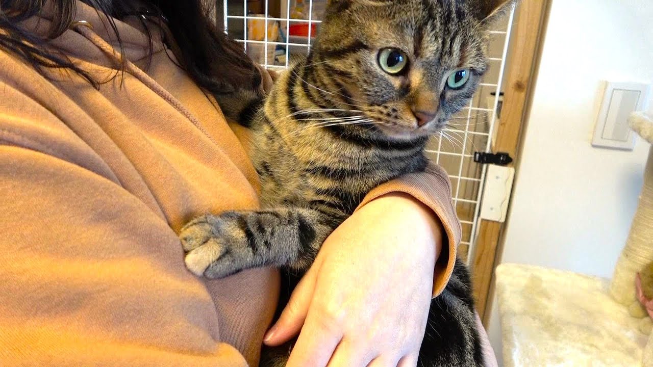 抱っこが苦手なアメリカンショートヘアーの反応がこちら