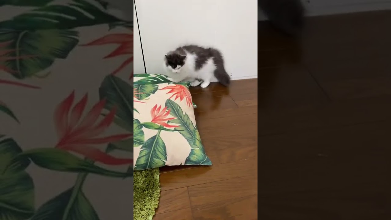 突撃おむすび猫🍙【ラガマフィンのおむすびくん】#shorts