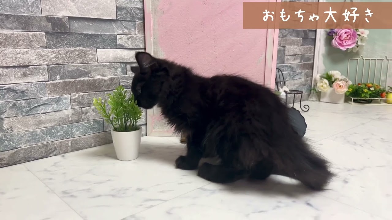 【ナナハチ’s ROOM】ボンベイの男の子③ 20220405