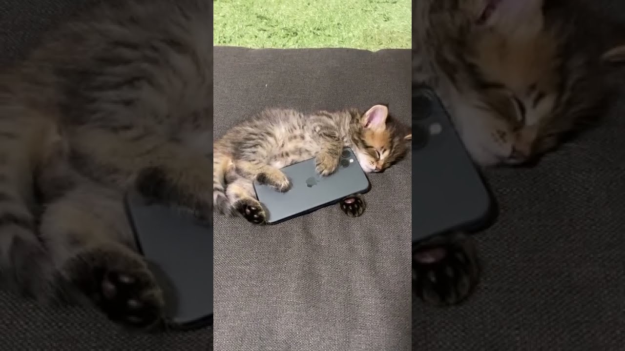 スマホを抱き枕に寝る子猫！【サイベリアン・赤ちゃん】 #shorts