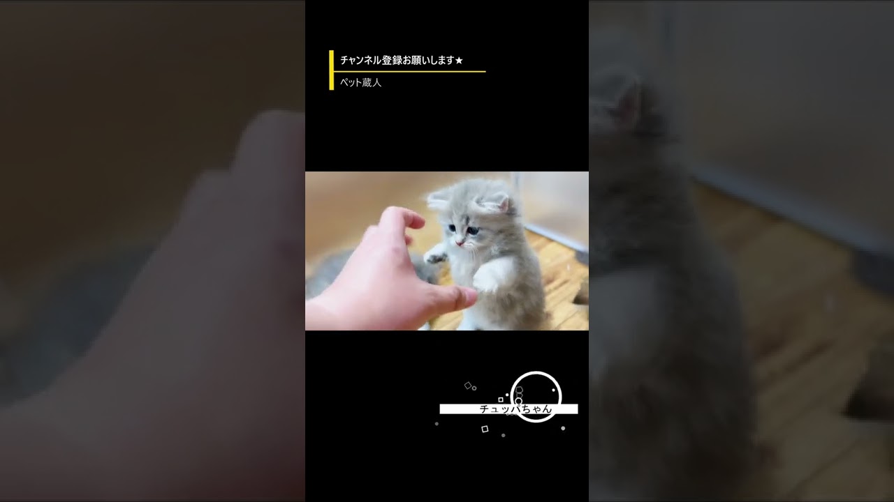 【子猫の成長記録】#shorts #ミヌエット #マンチカン #子猫
