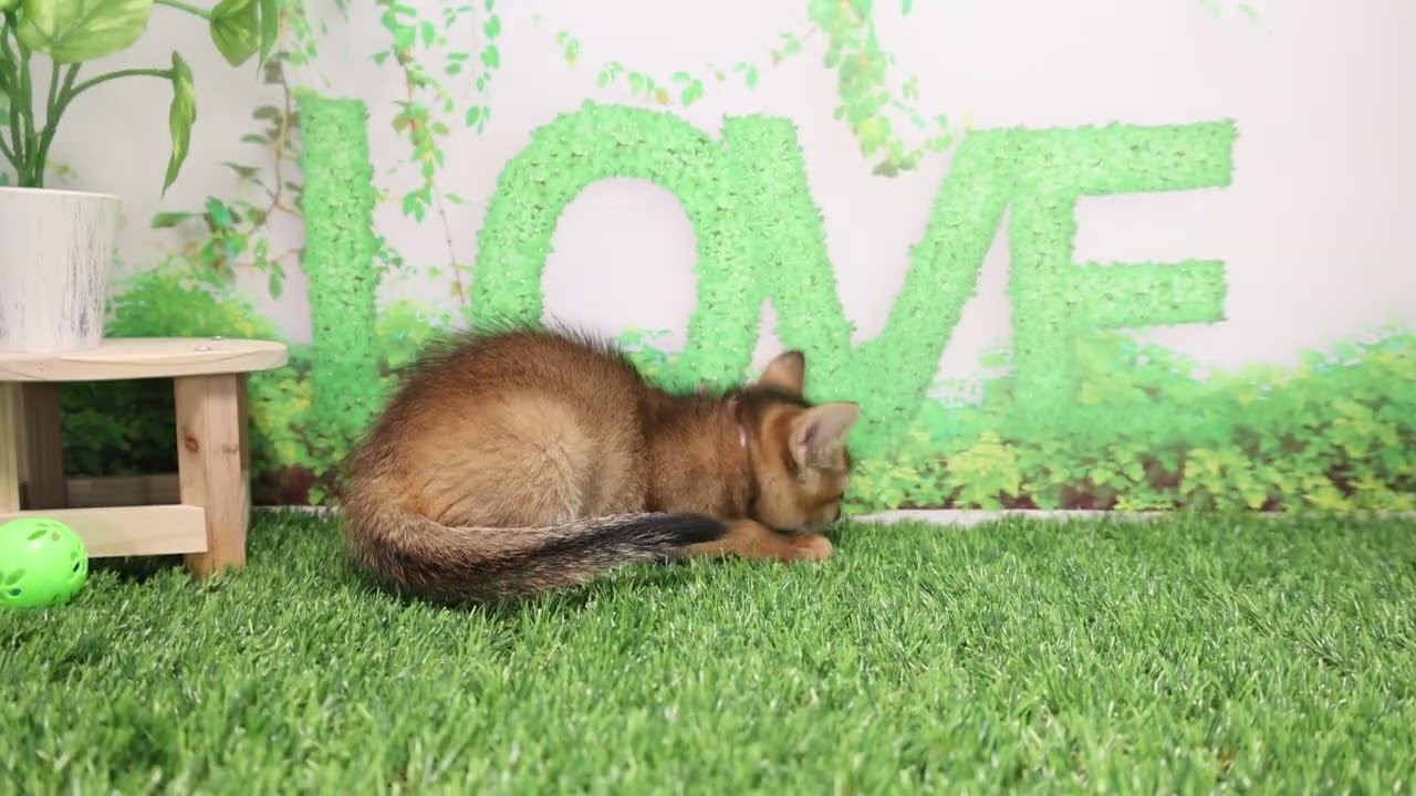 Coo&RIKU　No574081　アビシニアン