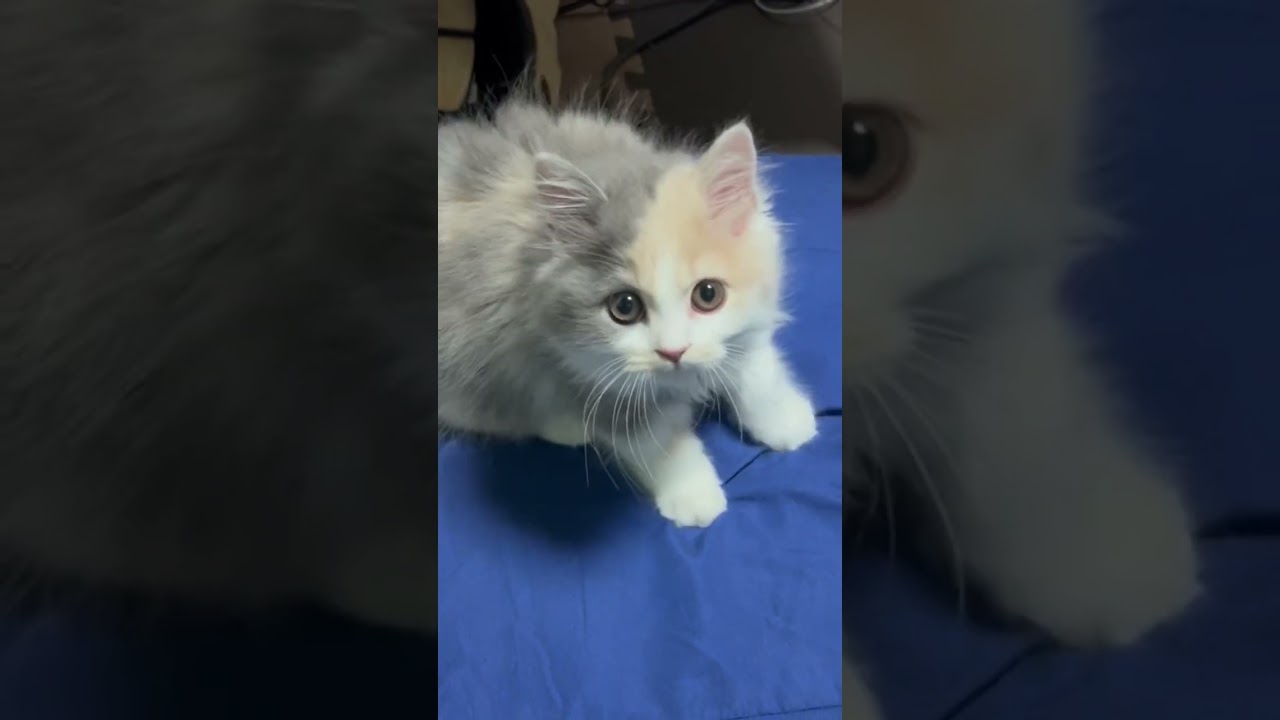 フミフミする子猫。ブリティッシュショートヘアぱいん。#猫  #子猫