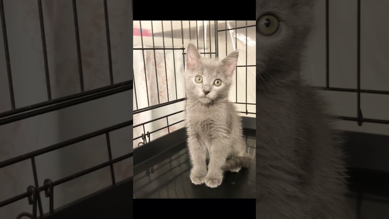 シャルトリュー　😸　通常販売子猫ちゃん🐈　アゴはネコ