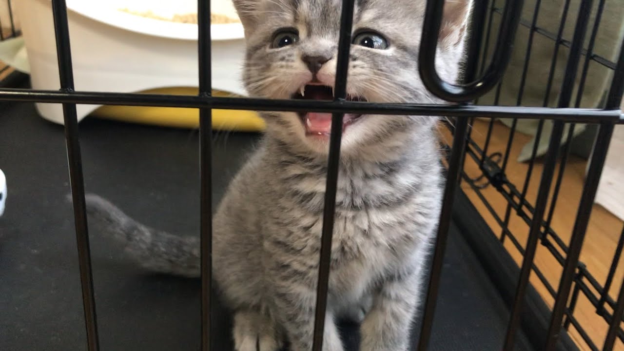 【鳴き声】朝から泣き続ける甘えん坊子猫がかわいい【スコティッシュフォールド】