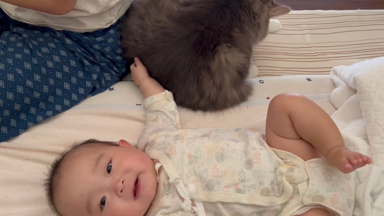 機嫌が良い赤ちゃんと不器用な猫　ノルウェージャンフォレストキャット　A baby in a good mood and a clumsy cat