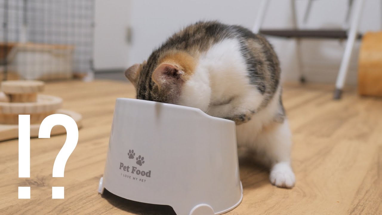 食べ方があまりに可愛いと話題の両足奇形な子猫がこちらです
