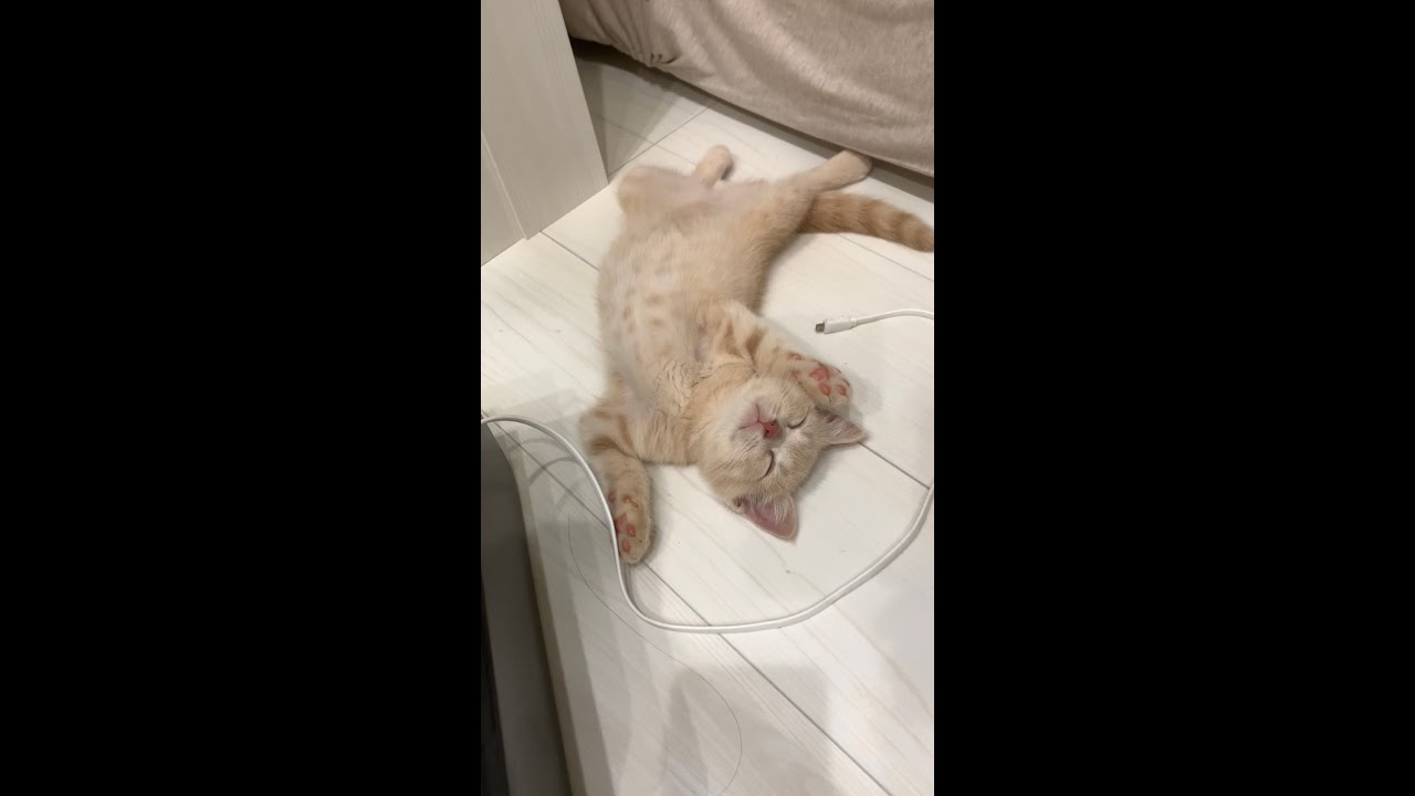 あおむけで眠る子猫　【マンチカン子猫】#shorts