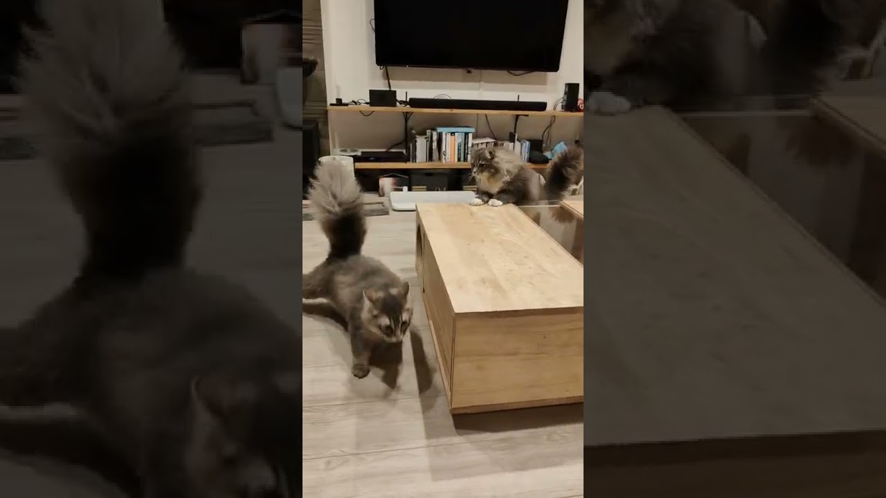 奇襲に失敗して追い返されるモフ猫【サイベリアンのラフィ】#shorts