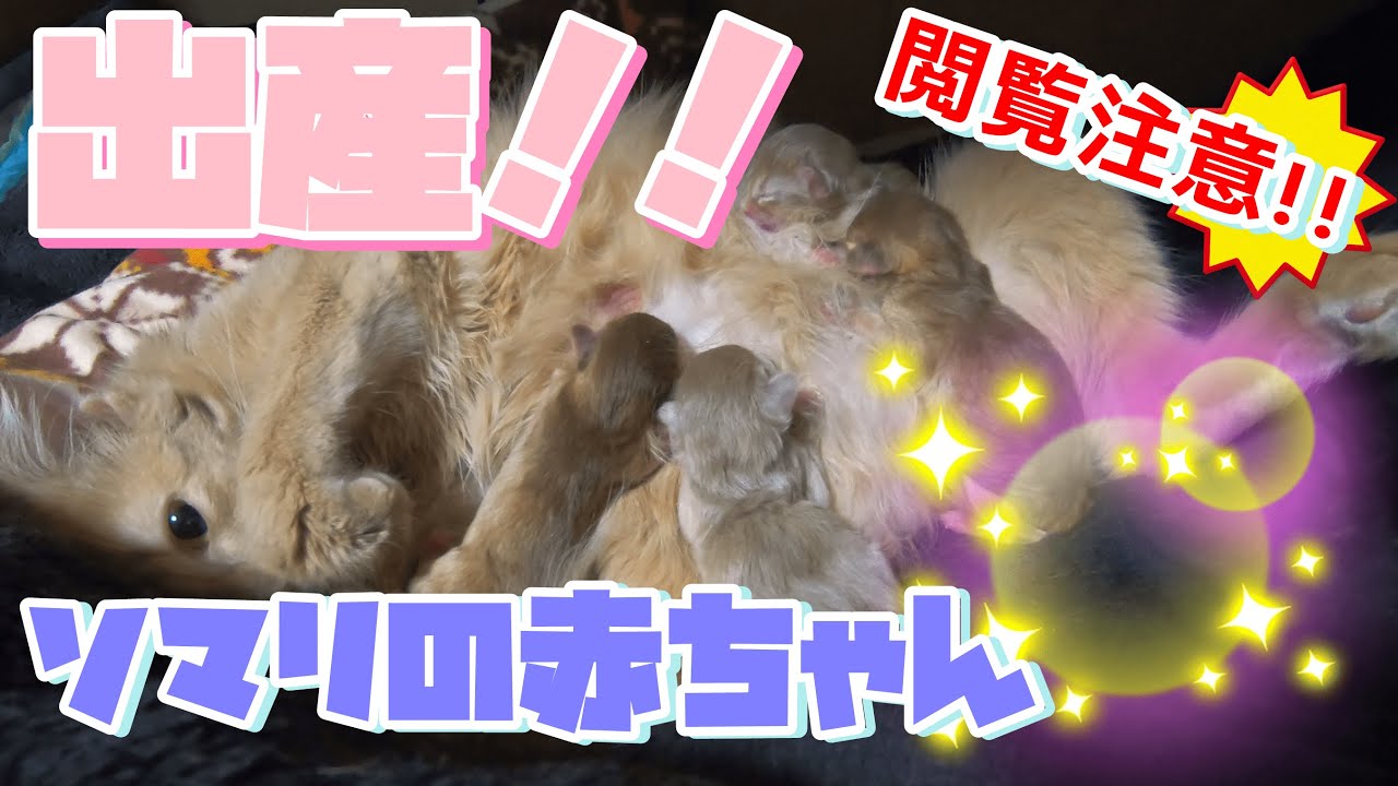 #13 ソマリの出産。(ソマリ)Our cat's a good mouser.(Somali)