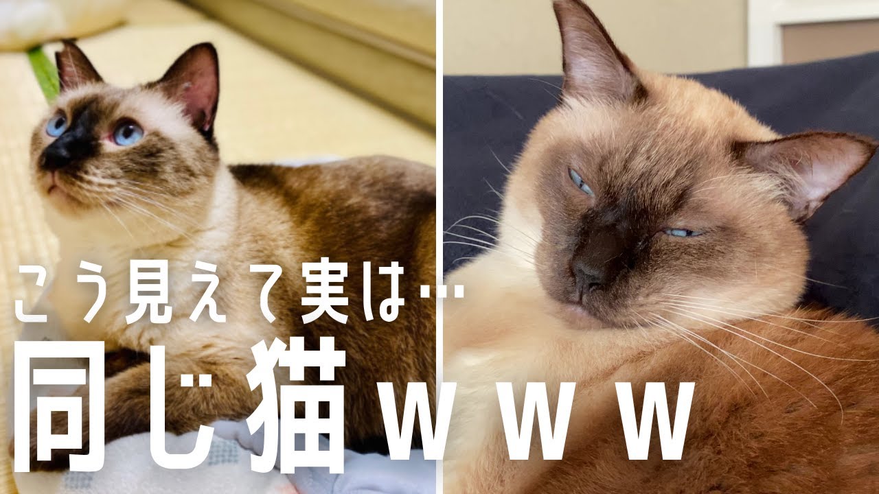 元野良の保護猫の顔、変わりすぎ問題。【シャム猫/シャムミックス】