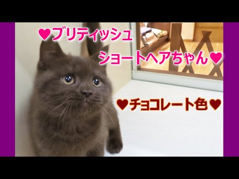 ☆希少なチョコレートカラーのかわいいブリちゃん☆ブリティッシュショートヘアちゃんの猫動画♡マンチカン・ミヌエット専門ブリーダー『ペット蔵人』