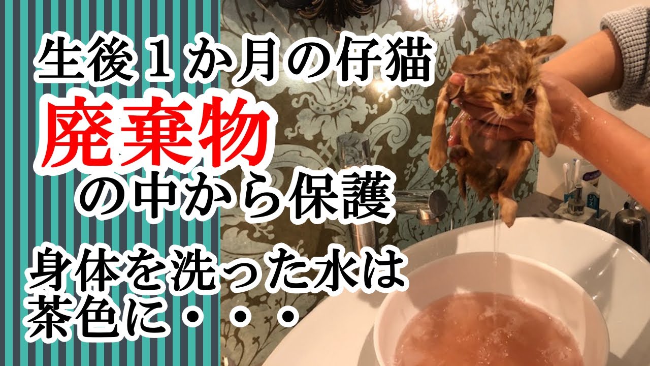寒い夜ゴミの中にいたのはこんなにかわいい子猫でした￼