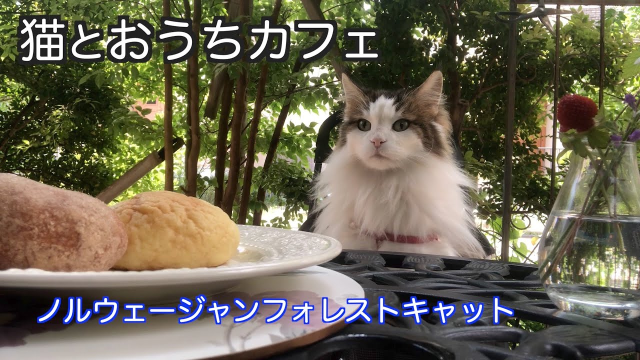猫とおうち時間を楽しむ・おうちカフェ・ノルウェージャンフォレストキャット