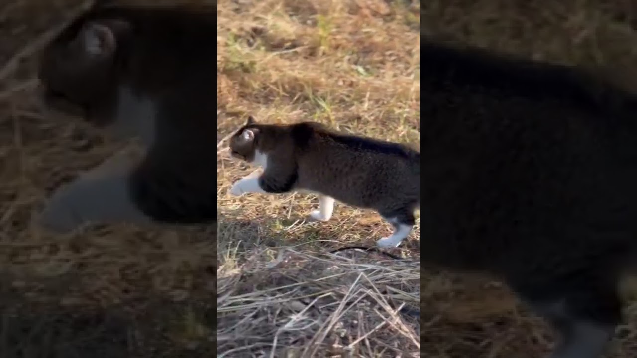 人気猫種第一位スコティッシュフォールドを庭で自由にさせてみたらどうなるか