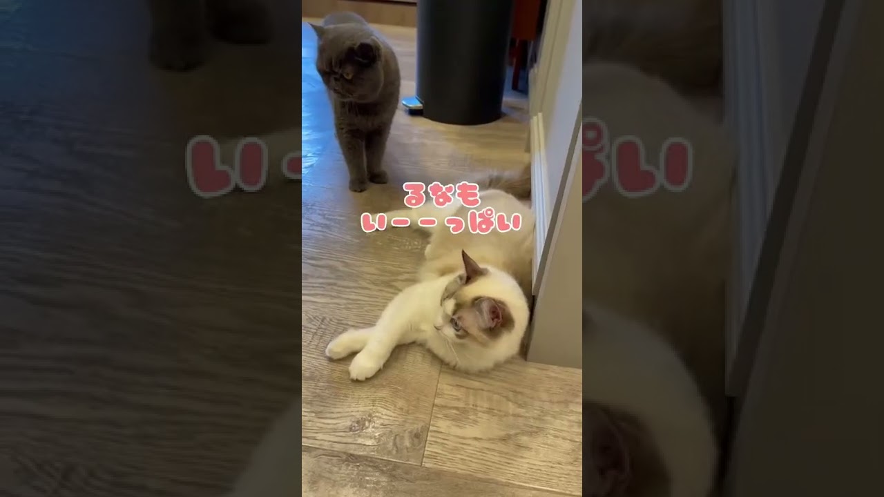 可愛すぎる子猫があなたを癒しちゃうぞ【ラグドール】【渋谷公園通り店】 #Shorts