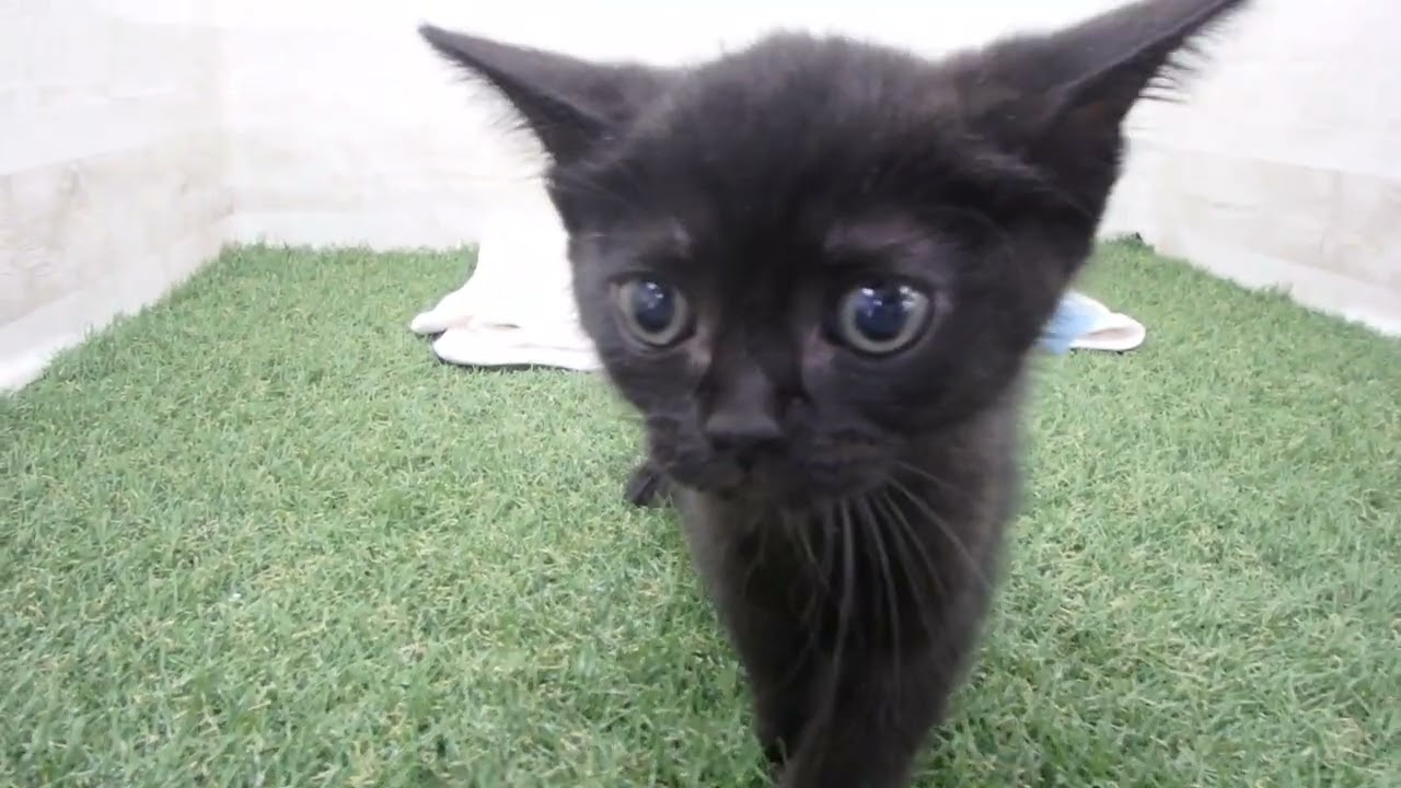 00610997 ボンベイ