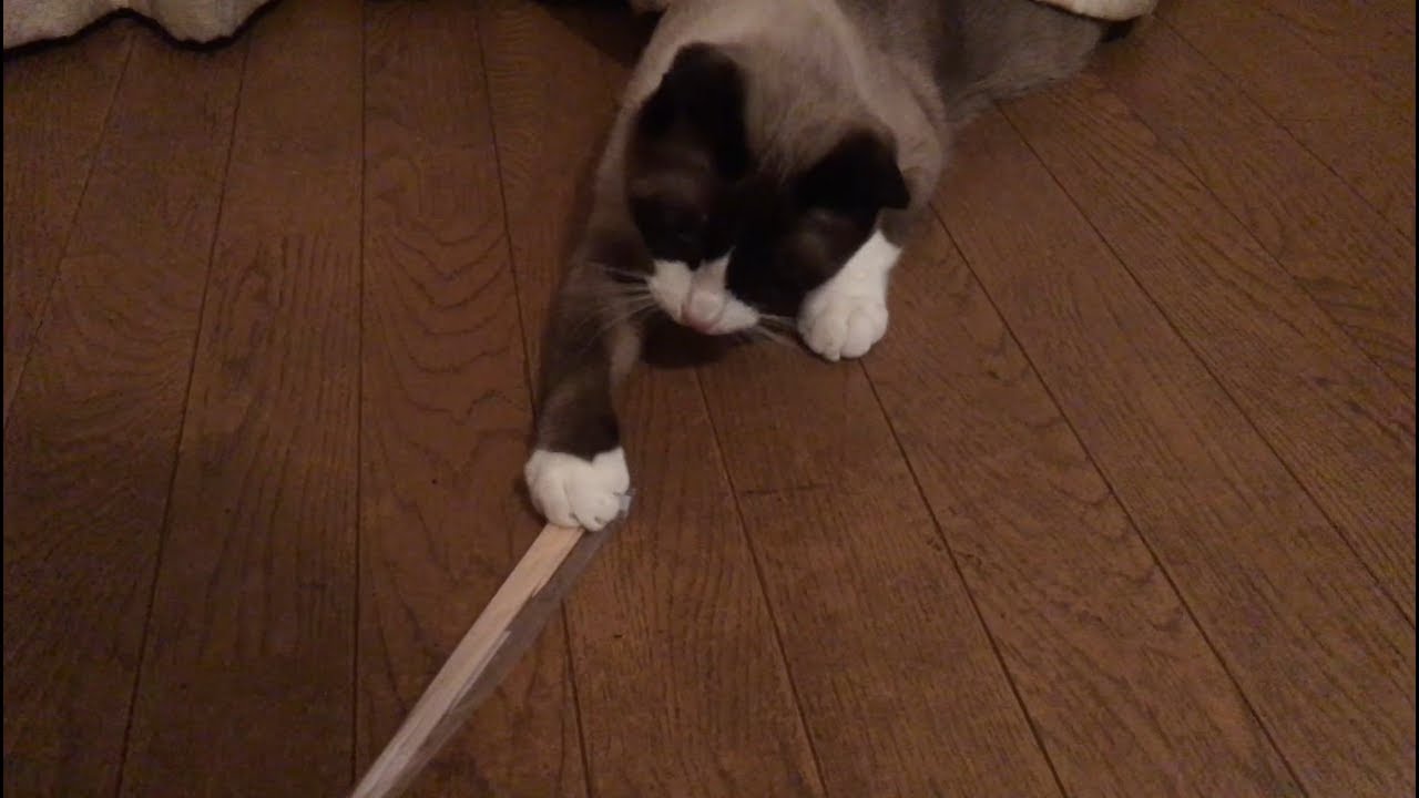 割り箸とスノーシュー  Chopsticks and snowshoe cat