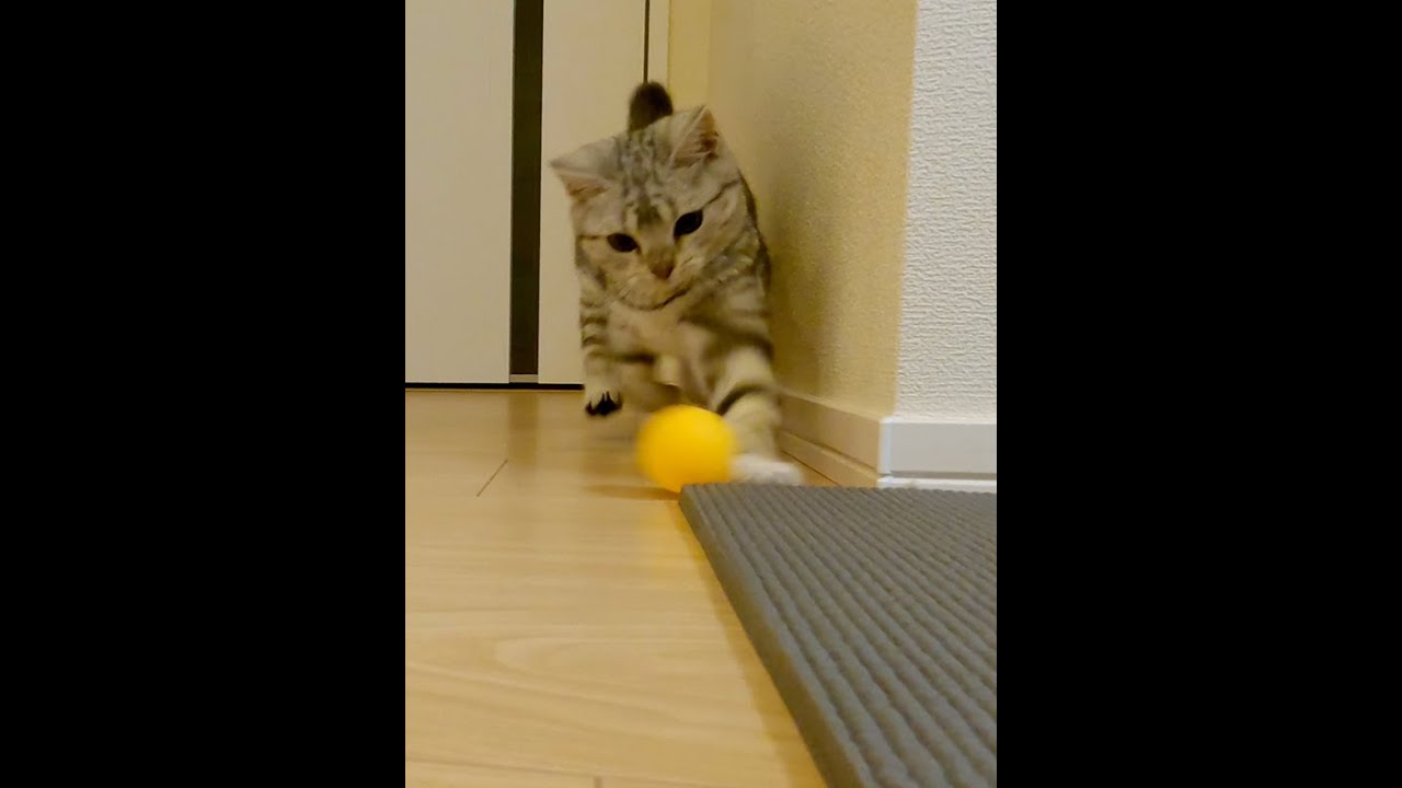 名ドリブラーな子猫【アメリカンショートヘアー】 #shorts #こねこ #アメショー
