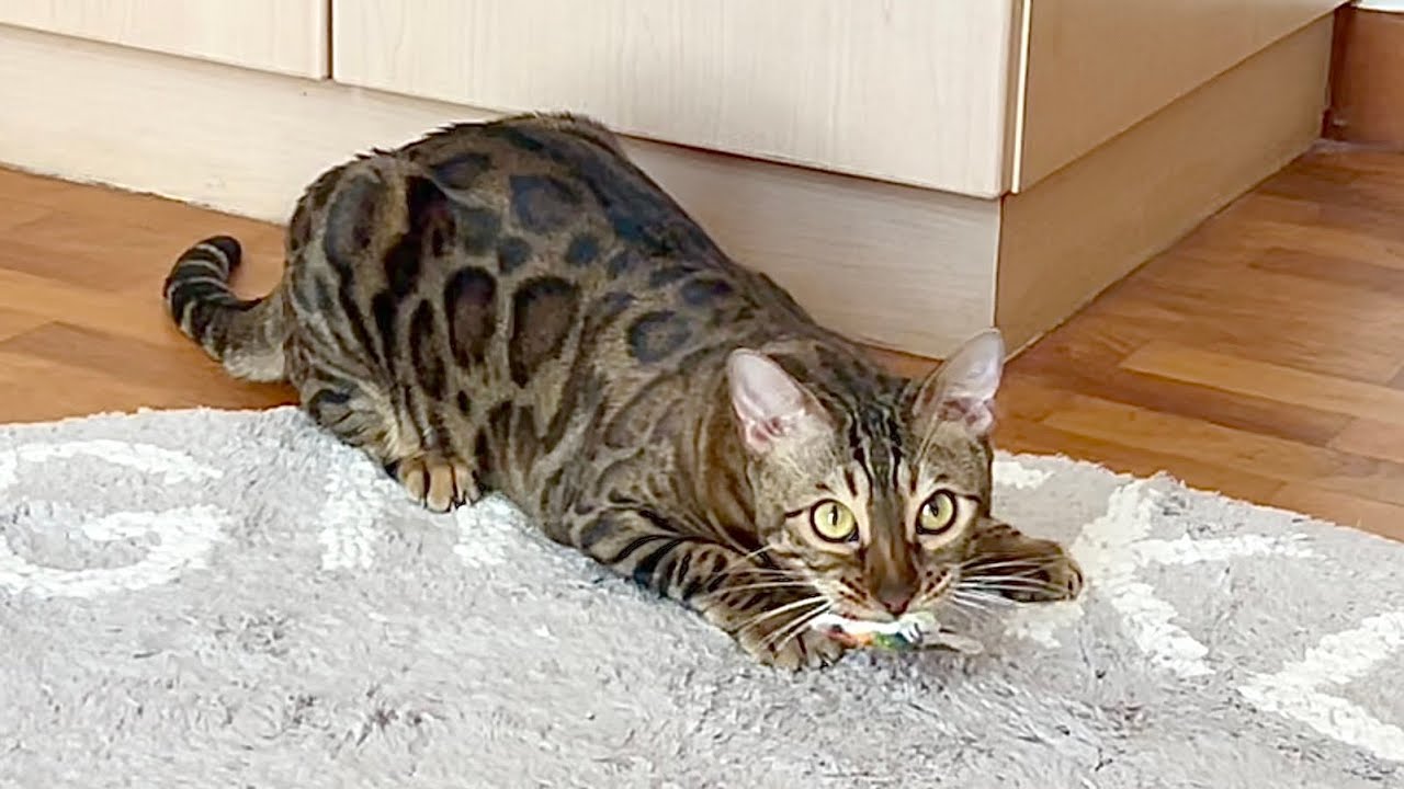 切ない声で鳴きながら遊ぶ猫【ベンガル/スフィンクス猫】