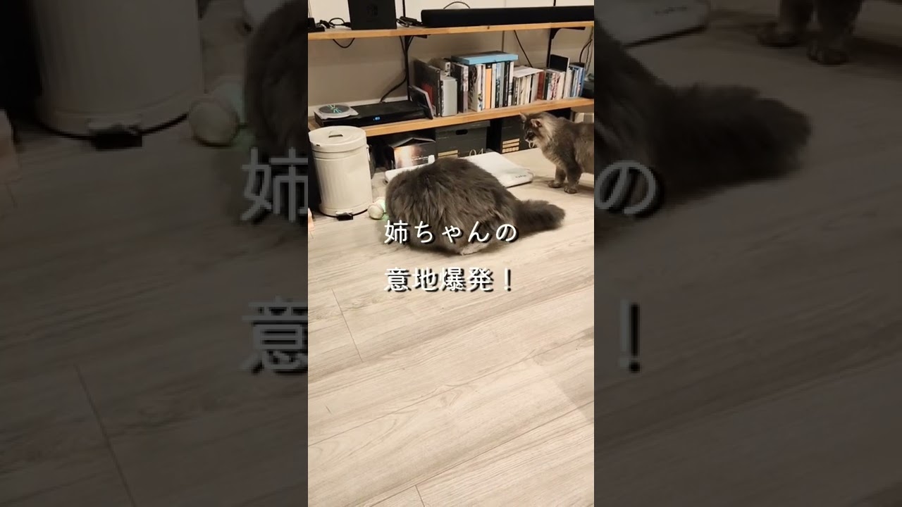 おもちゃが猫に連れ去られる衝撃の瞬間がこちら。【サイベリアンのラフィ】#shorts