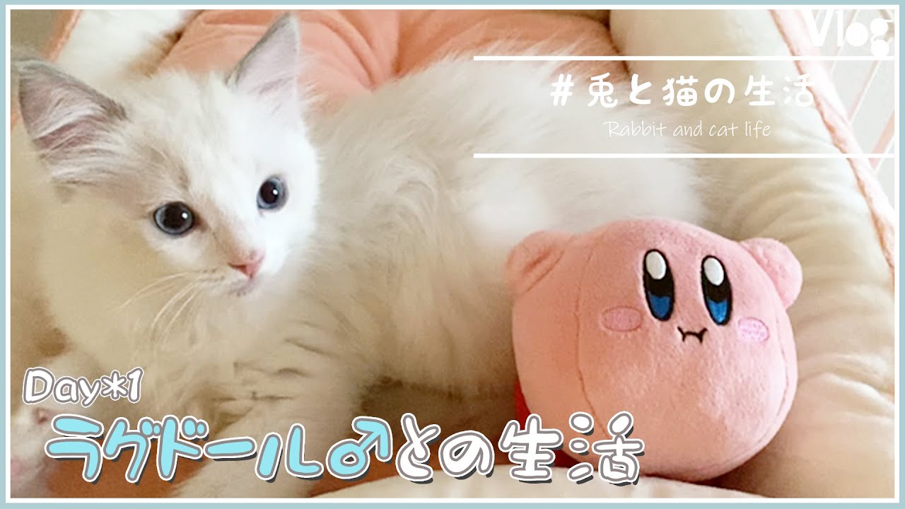 【vlog】Day*1「お迎え初日！ラグドールの子猫♂との新しい実況生活」