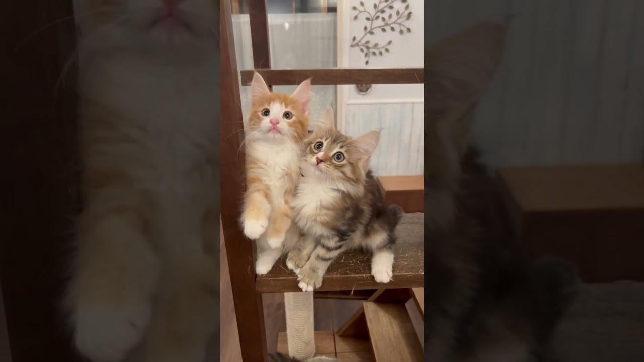 団子三きょうだい♪ノルウェージャンフォレストキャットの子猫のオーナーさん募集中です！