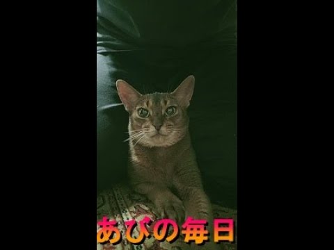 ネコ動画あび＃271　あびの毎日　アビシニアン　あび