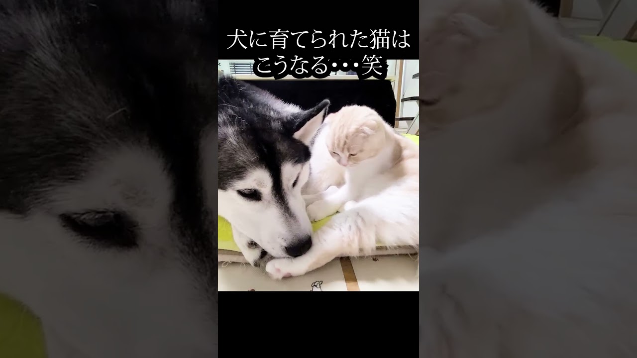 犬を見つけた子猫の行動がかわいすぎる...笑#shorts