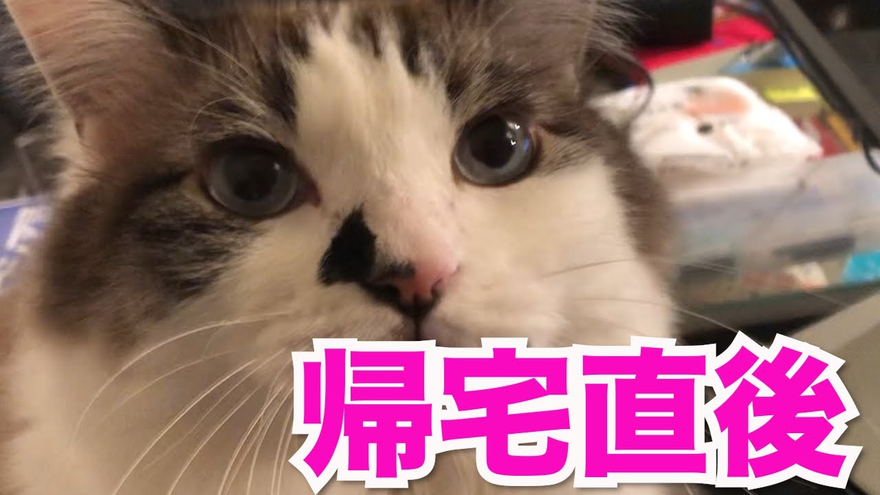 【ラグドール】猫の癒し