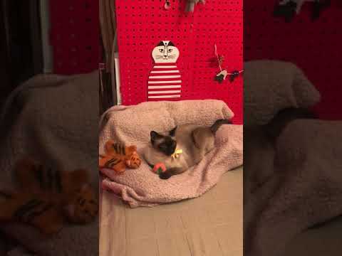 とらリボンをしているトンキニーズなのにゃ♪➁